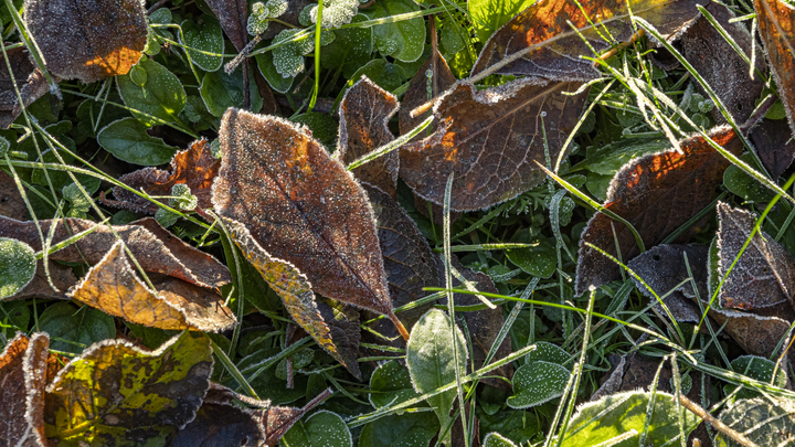 На Кубани ожидаются ночные заморозки до -8˚C