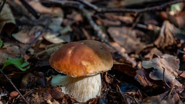 В Подмосковье в ноябре начался грибной бум
