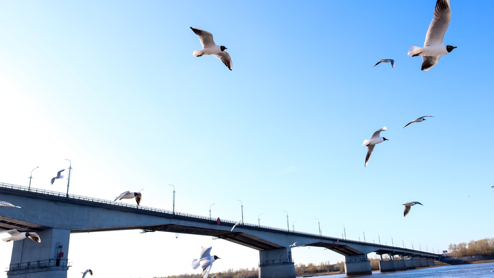 Найден способ повышения продуктивности с помощью крика чаек и безделья