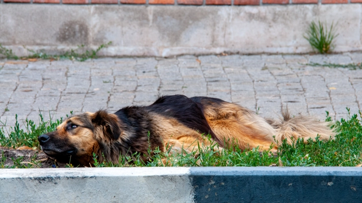 В Новокузнецке возник очаг бешенства