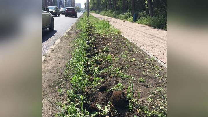 В центре Челябинска мародеры выкопали кусты кизильника