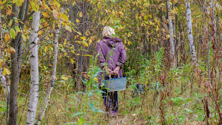 Уголовная статья о штрафах за сбор грибов вступила в силу в России