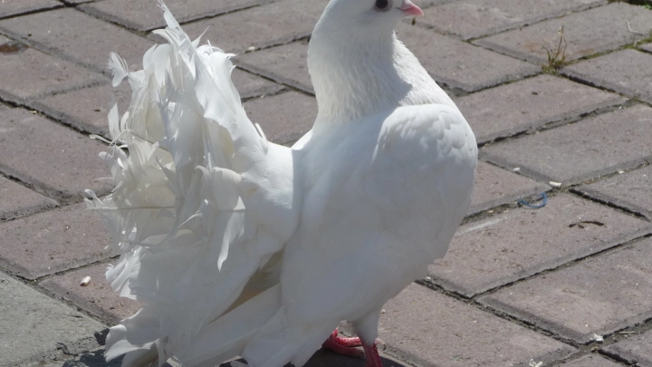 Юрист Павлова: сбившему голубя водителю грозит штраф в 600 рублей