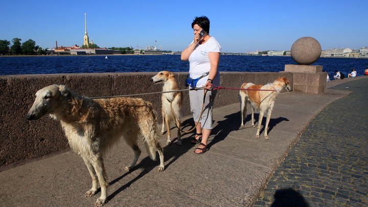 Никакого лая по праздникам: в Петербурге решили штрафовать владельцев шумных животных
