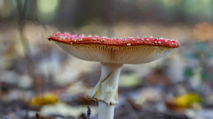 Депутат отравился мухоморами: Источник сообщил о реанимации Дениса Терехова