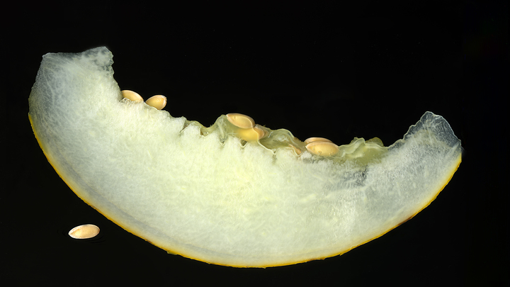 Запретный плод. В Роскачестве рассказали, кому нельзя есть дыни