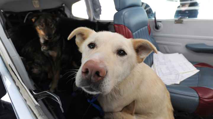 С пушистиком на соседнем кресле: В двух авиакомпаниях России улучшили условия для перевозки питомцев