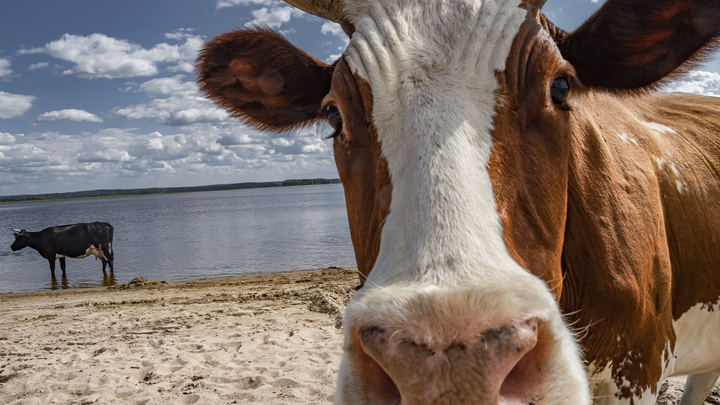 США наказали рогатый скот, потому что не достали до России