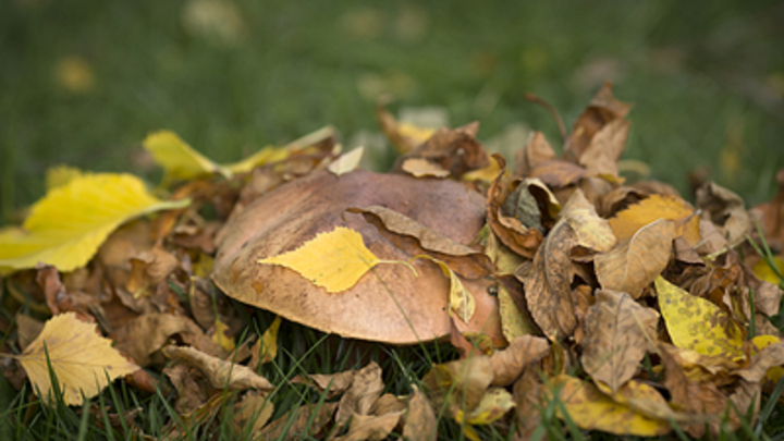 Остерегайтесь дорог: Биолог дал советы по сбору грибов