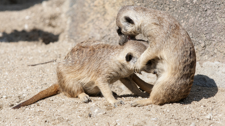 Звёзды Ленинградского зоопарка: Сурикаты покорили сердца петербуржцев