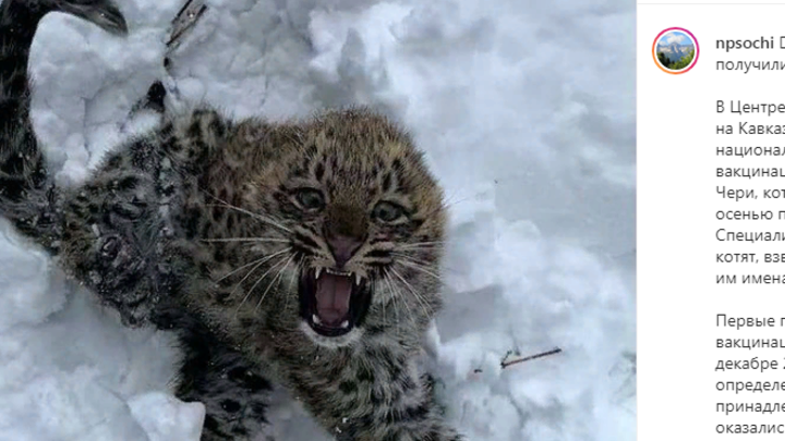 В Сочи котят леопардов назвали в честь горных рек