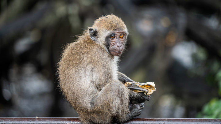 Анекдот дня об оспе обезьян превратился в анекдот дна