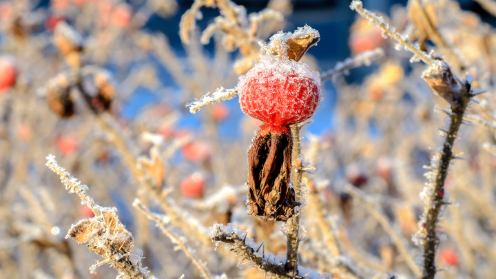 Во Владимирской и Ивановской областях до 6 декабря ожидаются аномальные морозы