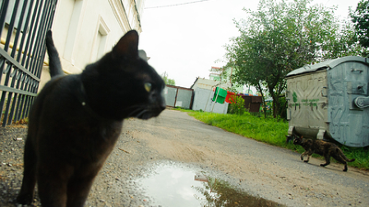 Боец СВО потерял кота: нашедшему обещают миллион рублей