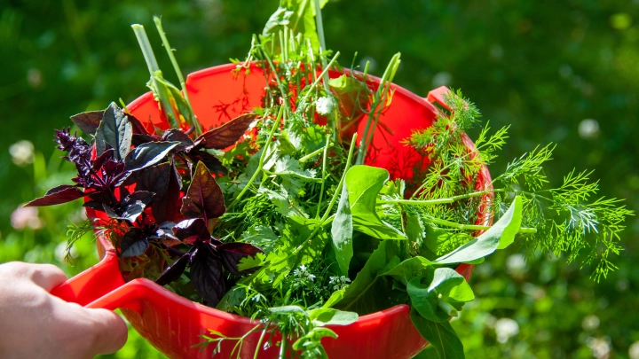 Кинза и петрушка оказались опасны. Доктор Мясников предупредил, кому эту зелень есть нельзя