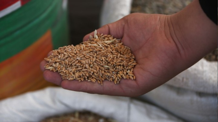 Виновник продовольственного кризиса найден. Синьхуа назвало причины