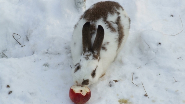 Зоозащитники осудили нападающего Локомотива за фото с трупами животных