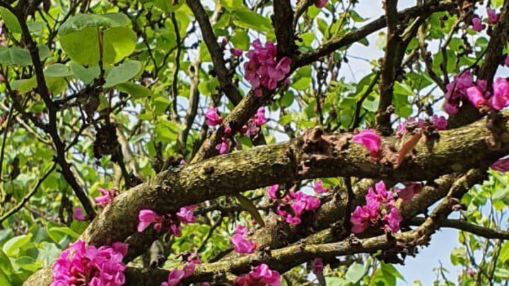 В Сочи расцвело дерево Иудино дерево