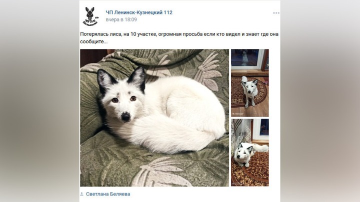 Белая домашняя лисичка потерялась в Кузбассе