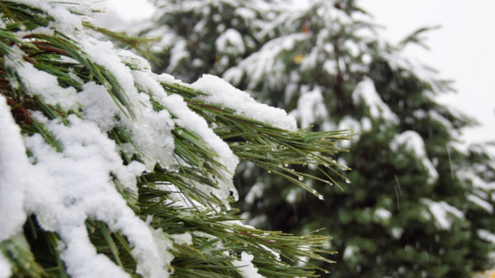 Сверкают молнии, деревья падают, самолёты не летают: последствия непогоды в Краснодаре и Сочи