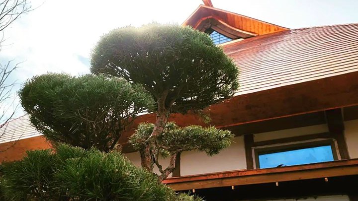 Японский сад открыли в парке Галицкого. Чтобы попасть внутрь, понадобится QR-код