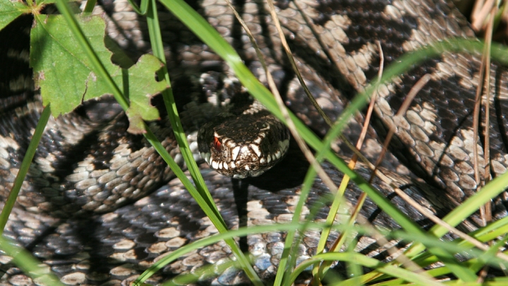 Змеи начали нападать на людей в Подмосковье. Девочку едва спасли
