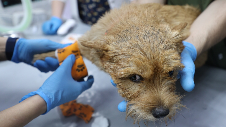 Стоматолог для четвероногих: В Москве рассказали о самой распространённой зубной проблеме питомцев