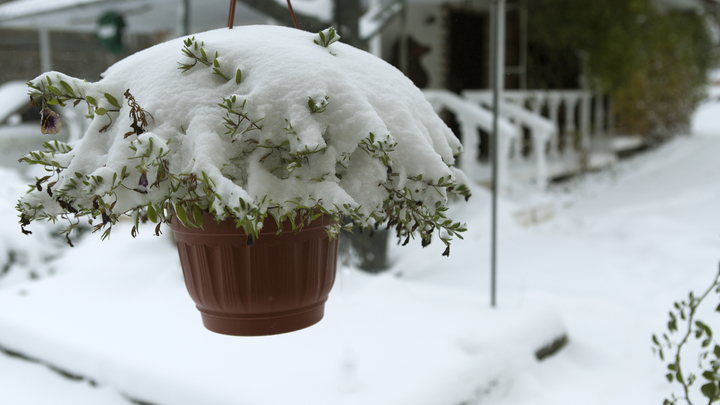 Маврикиев день 7 марта: какие работы нужно сделать в саду и как они зависят от Луны