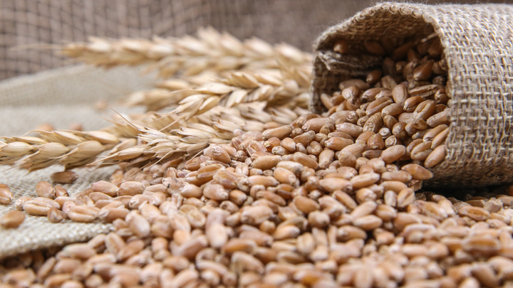 Оснований для продолжения зерновой сделки нет — МИД России