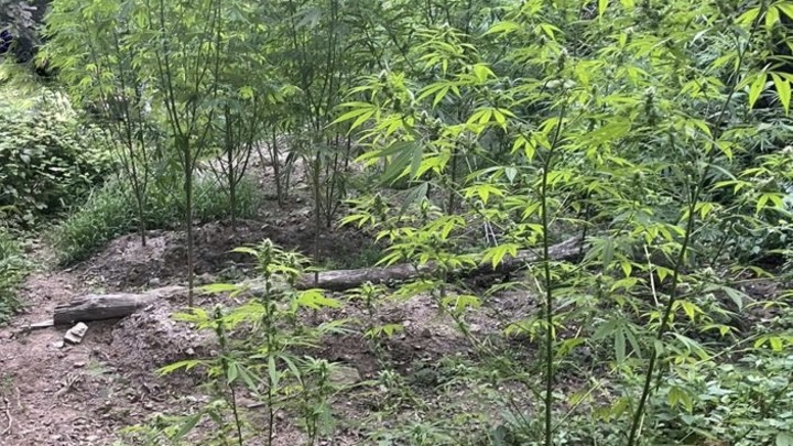 В Сочи с квадрокоптера обнаружили плантацию конопли