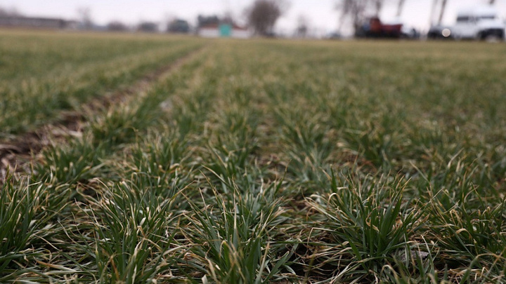 На Кубани в 2023 году озимыми культурами засеяли около 1,8 млн га полей