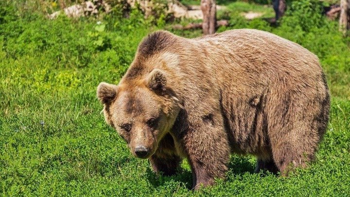 В окрестностях Новороссийска заметили бурого медведя