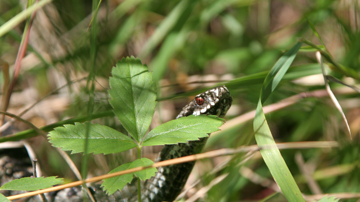 Запомните, как она выглядела: Врач назвала порядок действий после укуса змеи