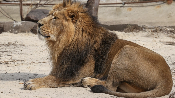 Владелец парка львов Тайган рассказал о своем здоровье после нападения хищника