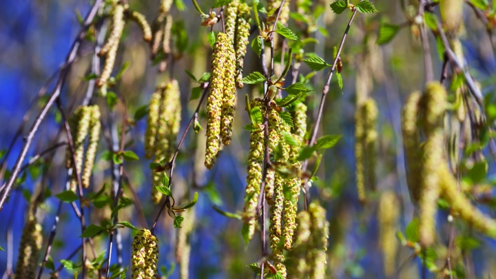 Маленькая обида обернётся большой бедой: Народные приметы в день Терентия. Что можно и нельзя делать 23 апреля
