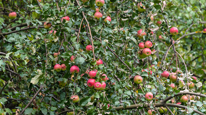Садоводам отказали во взыскании 590 млн рублей с аэропорта Краснодара за изъятие земель