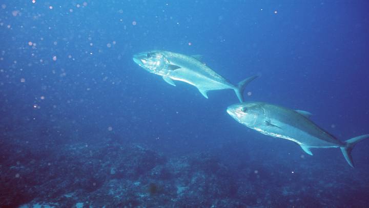 Свежий, замороженный или консервированный? Какой тунец меньше вредит здоровью