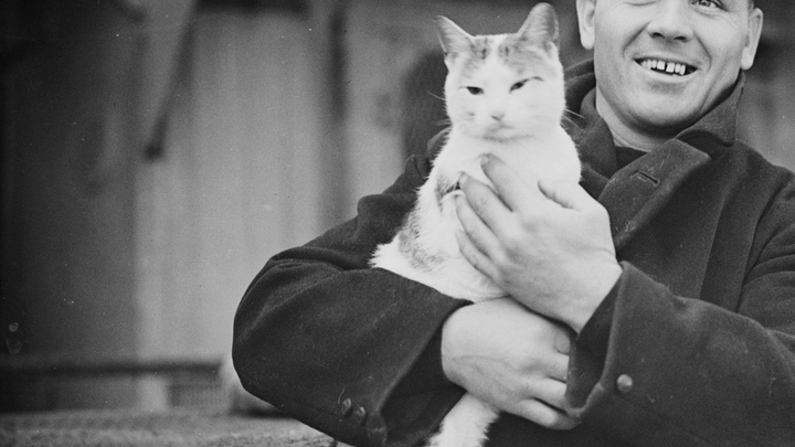 Четвероногий герой. Исход Сталинградской битвы определила кошка