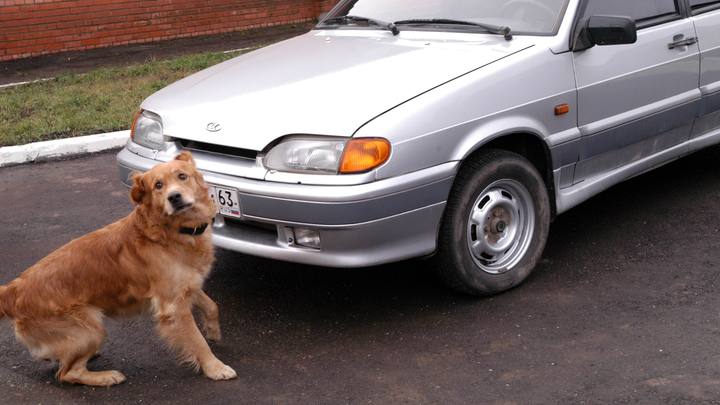 Как приучить собаку к поездкам в машине? Советует кинолог