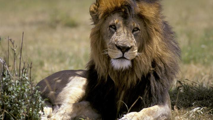 В Нигерии лев растерзал смотрителя, не закрывшего вольер