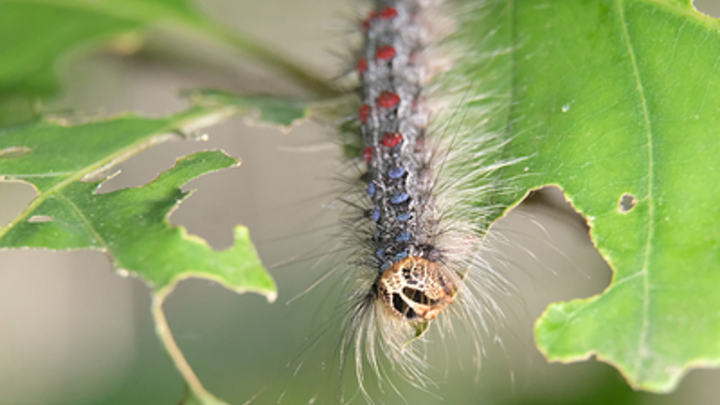 Подмосковье атаковали гусеницы и мотыльки непарного шелкопряда
