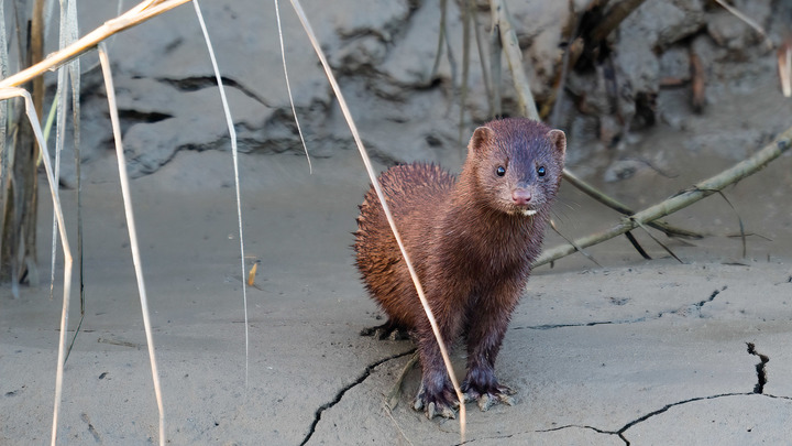 Тысячи норок убьют в Испании: COVID-геноцид зверьков в Европе продолжается