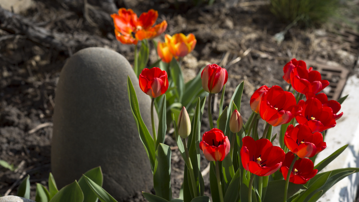 В Гамбурге русская женщина наткнулась на витрину с могильным камнем Путина: Дети ходят, смотрят