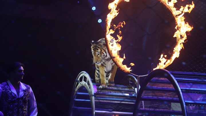 Дрессировщиков Запашных вызвали на разговор в Госдуму. Реакция была показательной