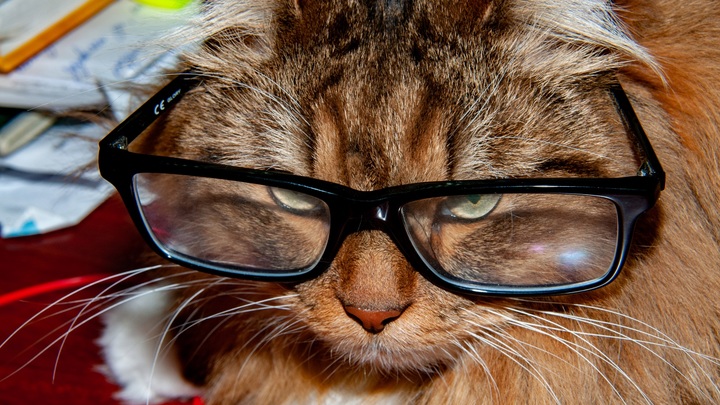 Хитрость закладчицы раскрыли в Нижнем Тагиле: Кошку укутала как малыша