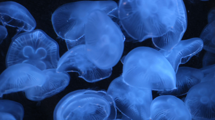 Нашествие медуз на пляжи Азовского побережья Кубани прекратится за 10 дней