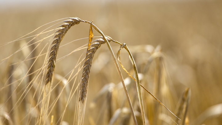 Македонский журналист убедился во лжи Запада относительно жизни в Запорожской области