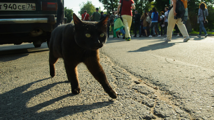 Стало известно, как окрас домашней кошки влияет на вашу судьбу