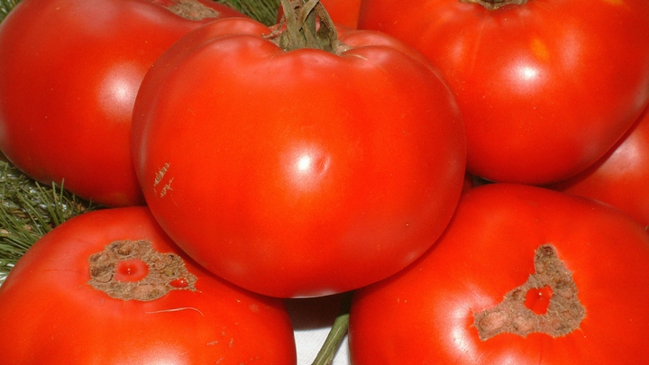 Вкуснейшие помидоры на зиму за 10 минут: Хоть в борщ, хоть в салат