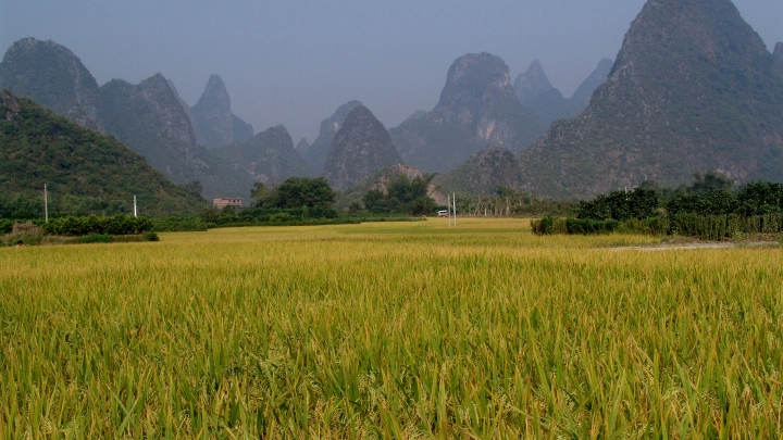 Америка возобновила поставки дикого риса в РФ